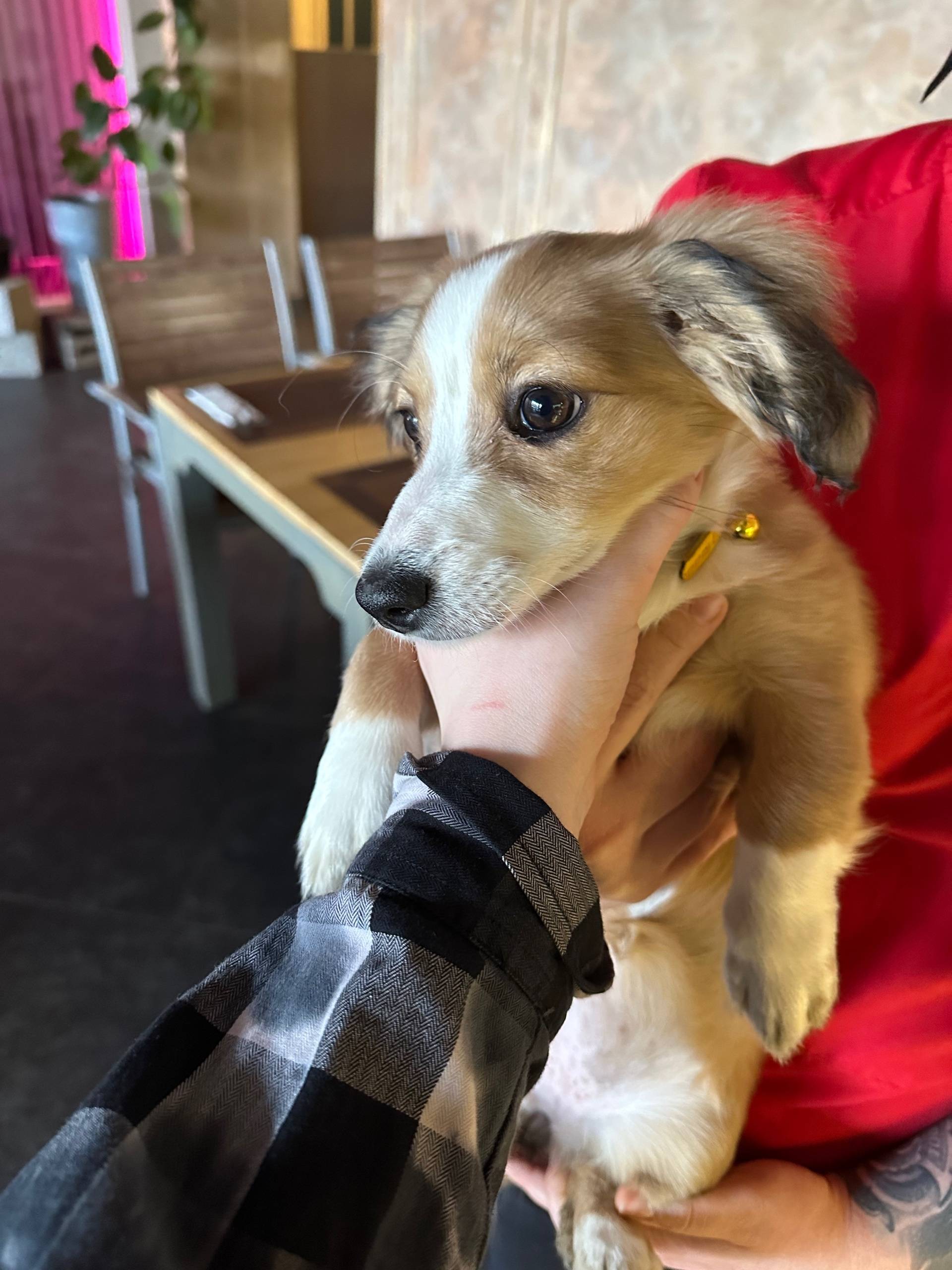 Найден щенок, Школьная