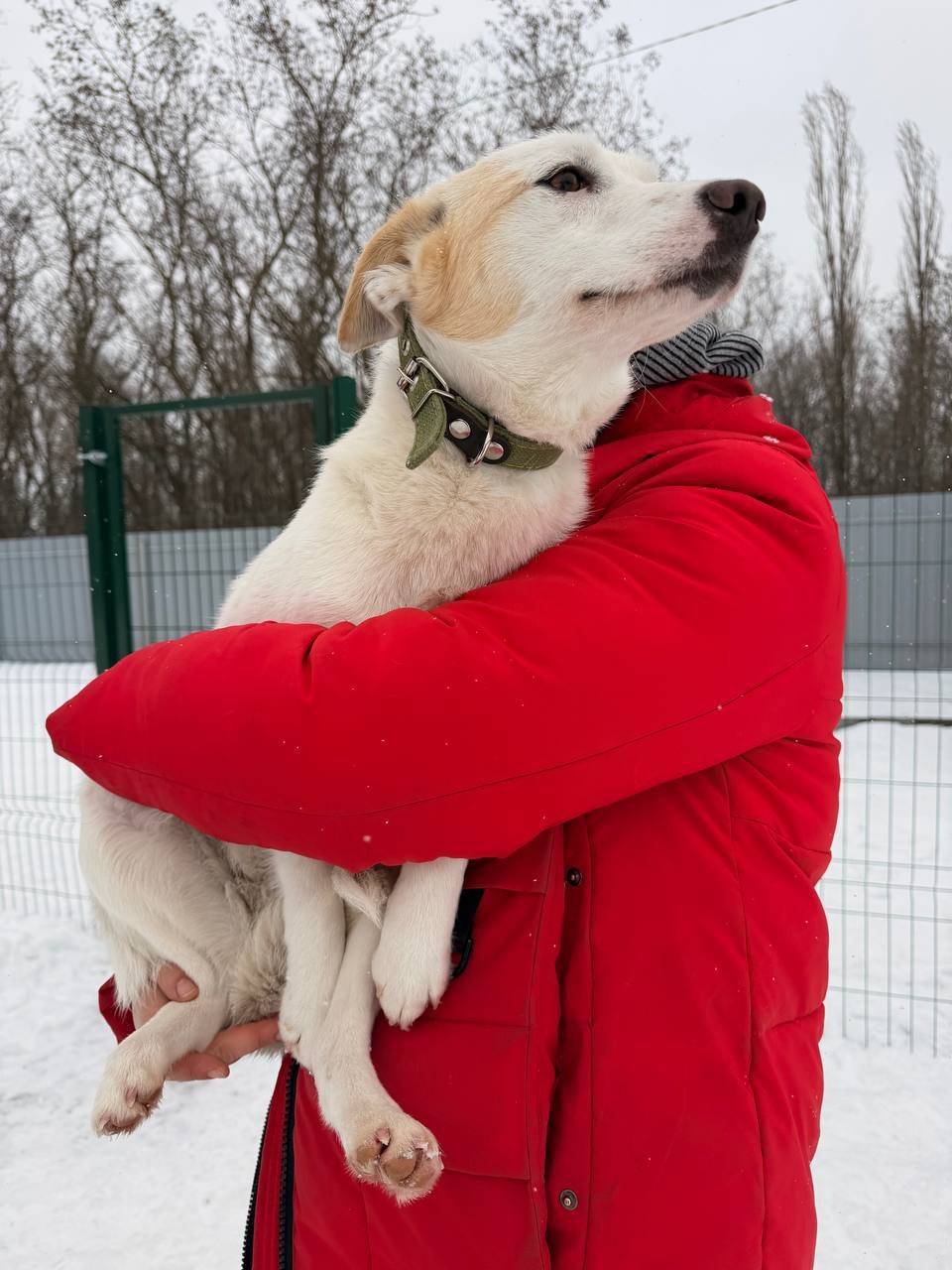 Пропала собака, улица 8 Марта