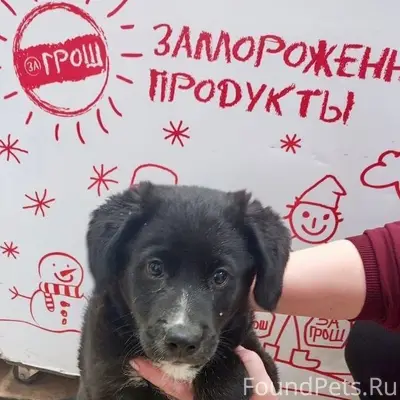 Пропал щенок, 2 микрорайон