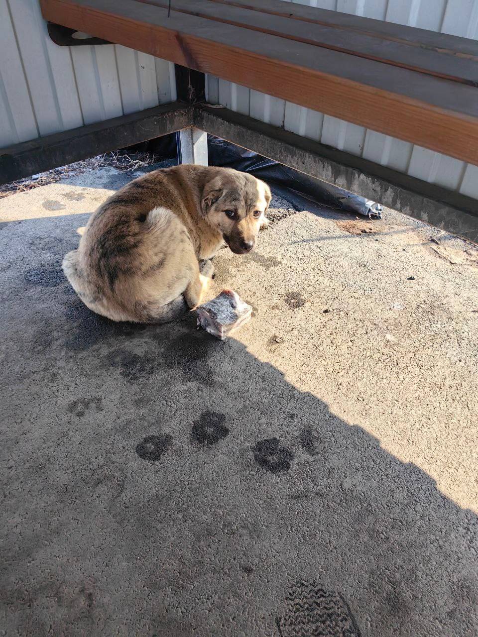 Найден щенок, посёлок Рамушки, Волжский район