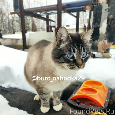 Найдена кошка, Северодвинск