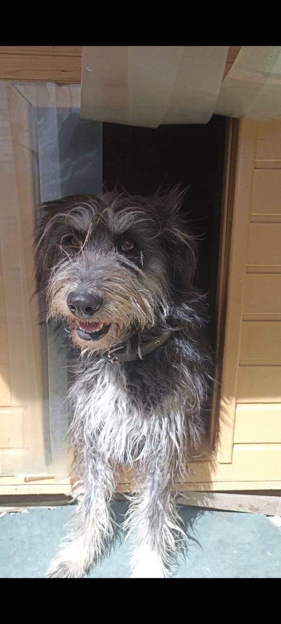 Пропала собака Катя, Кадыковка, Балаклава