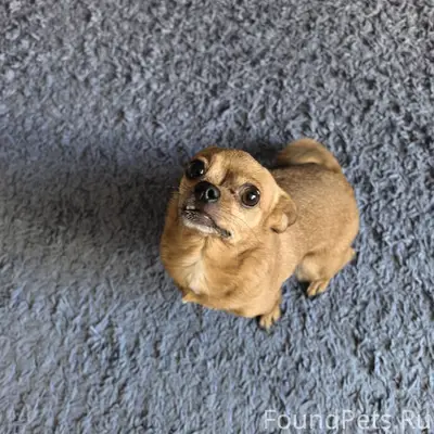 Найден тип собака, 8 линия пр-т Гагарина