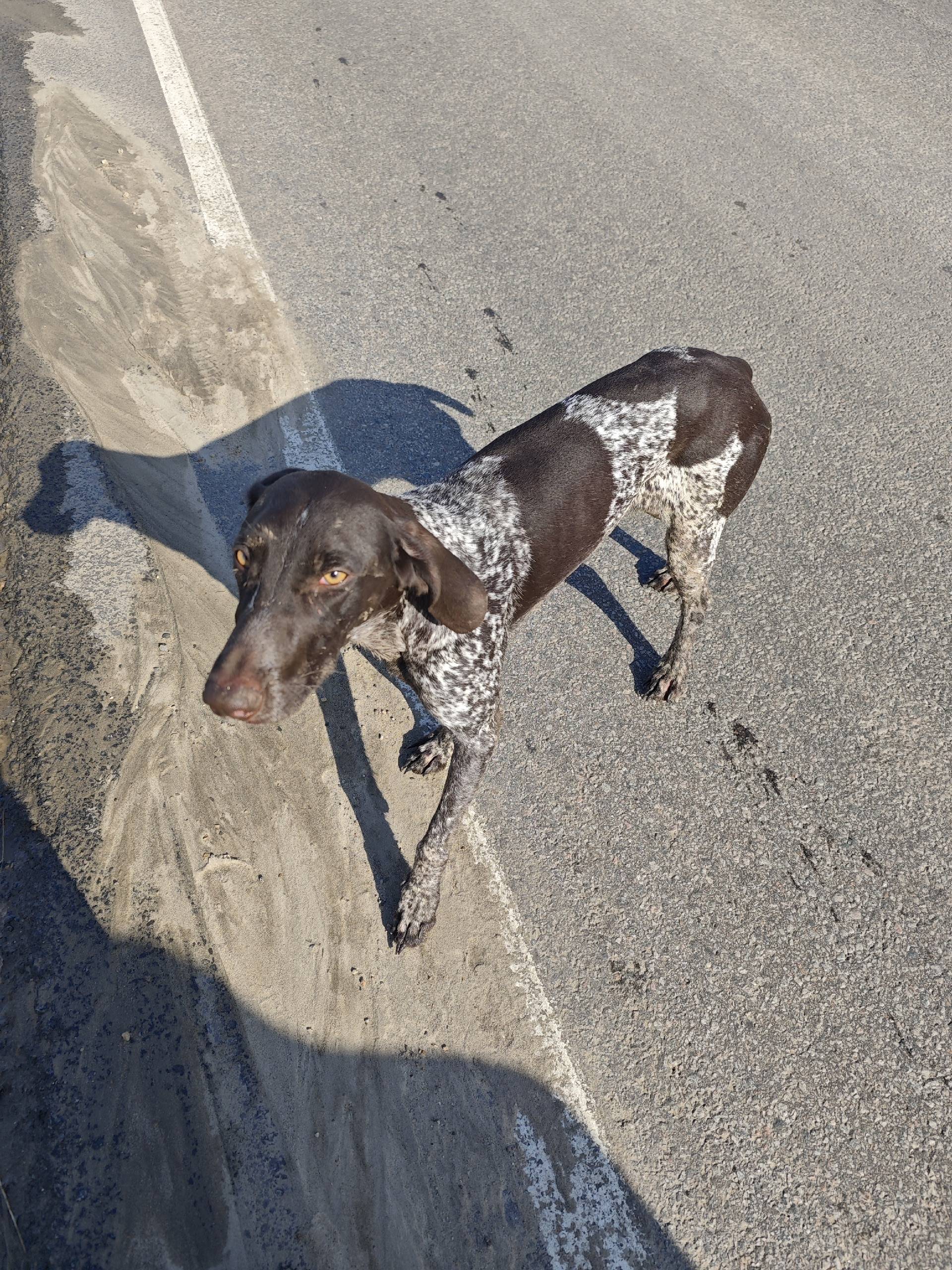 Пропала охотничья собака, между Шатском и Присадами