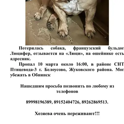 Пропала собака, Белоусово