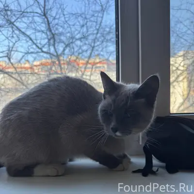 Найдена тайская кошка, район мини-рынка