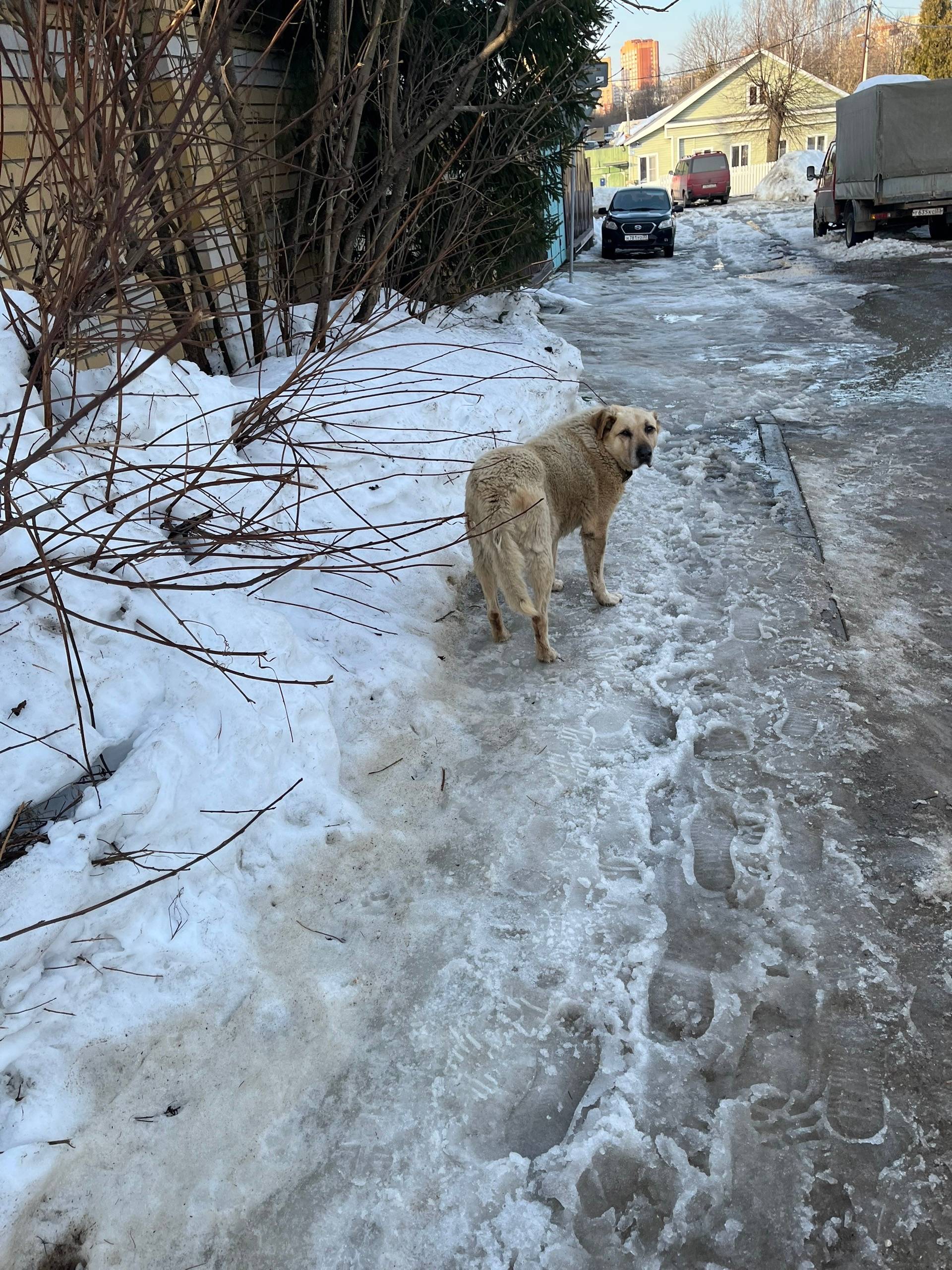 Пропал лабрадор, белый, район ДТЮ