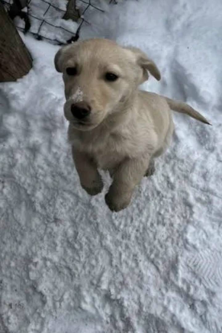 Пропал щенок, улица Лермонтова