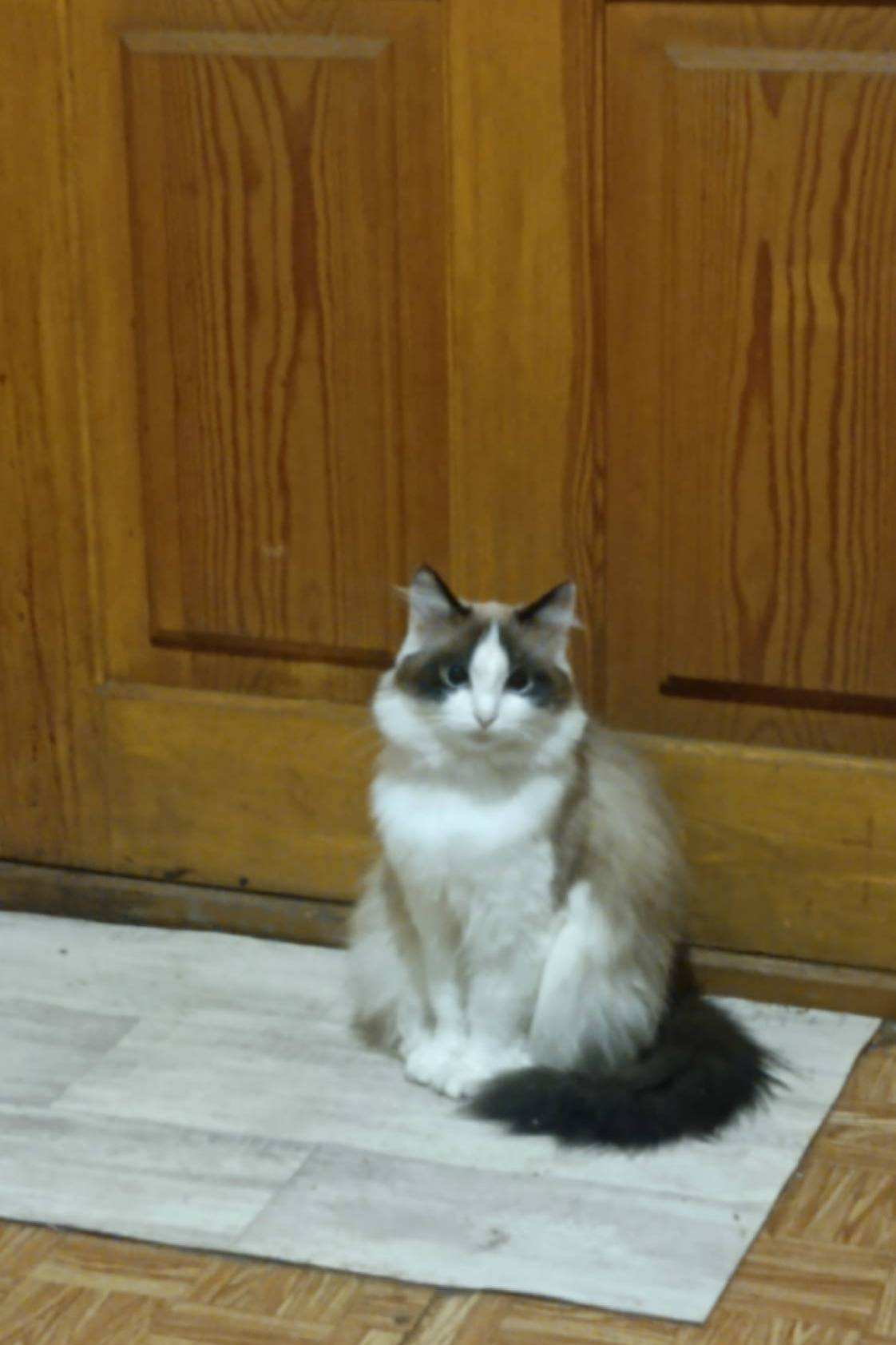 Пропала кошка, похожая на сиамскую, улица Высокая