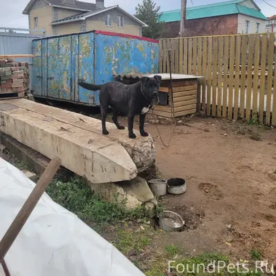 Пропала собака Джесси, район ул. Республиканской