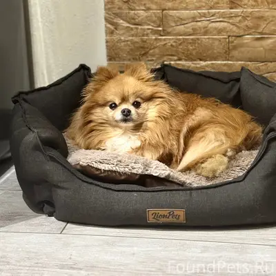 Пропала собака шпиц Буся, д. Магалинщина