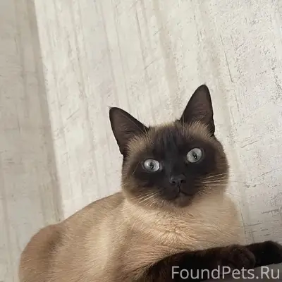 Пропала кошка Сима, ул. Рождественская