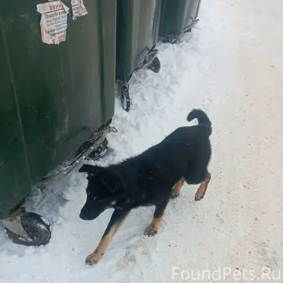 Пропал полунемец Амур, улица Чапаева