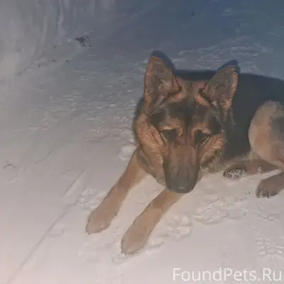 Пропал пёс немецкая овчарка, рабочий городок
