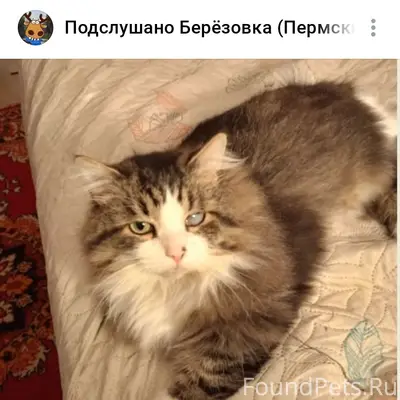 Найдена кошка Степан, деревня