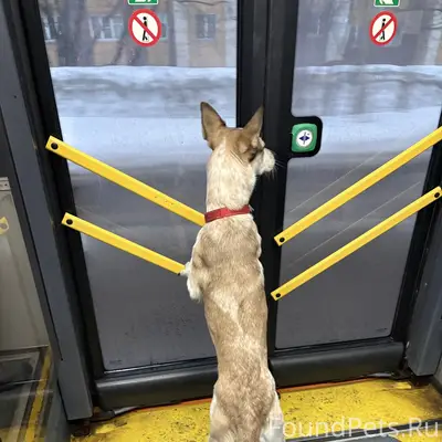 Пропала собака, Мурманск