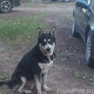 Пропала собака, п. Шипицыно