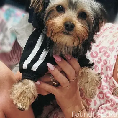 Пропал йоркширский терьер, улица Горняцкая