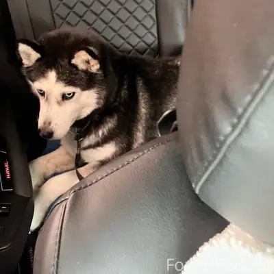 Пропала хаски, район больницы Надежда на Гагарина