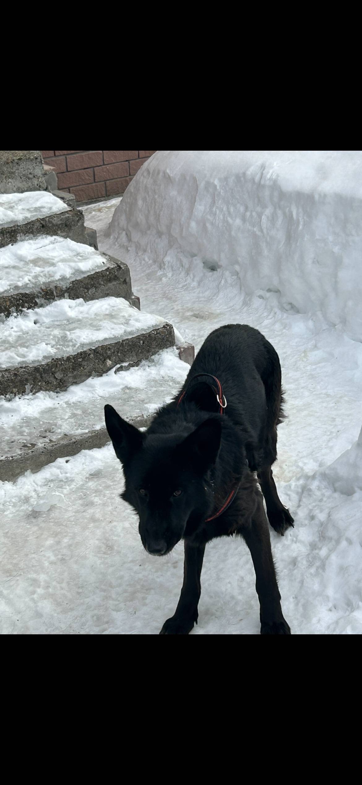 Пропала немецкая овчарка Пана, Малое Пикино