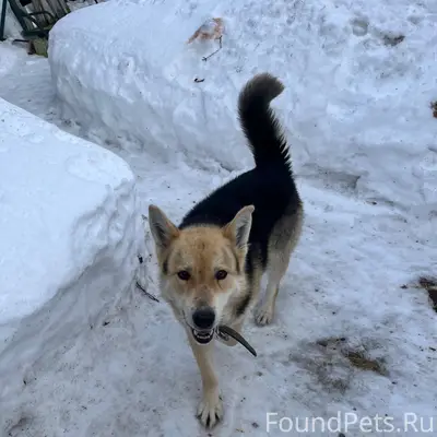 Найден пёс, лесозавод, Интернациональная 9