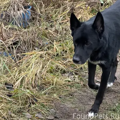 Пропал лайка Барон, Покровский лесоучасток/Глубоково