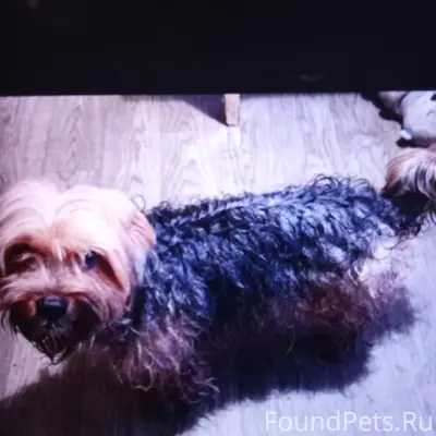 Найден мальчик-собака, свяжитесь по номеру