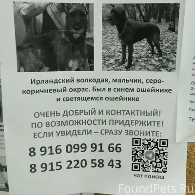 Пропала собака, Москва, ЮЗАО