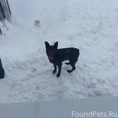 Пропала собака, Айзман