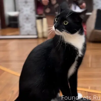 Пропал кот Тишка, Товарково