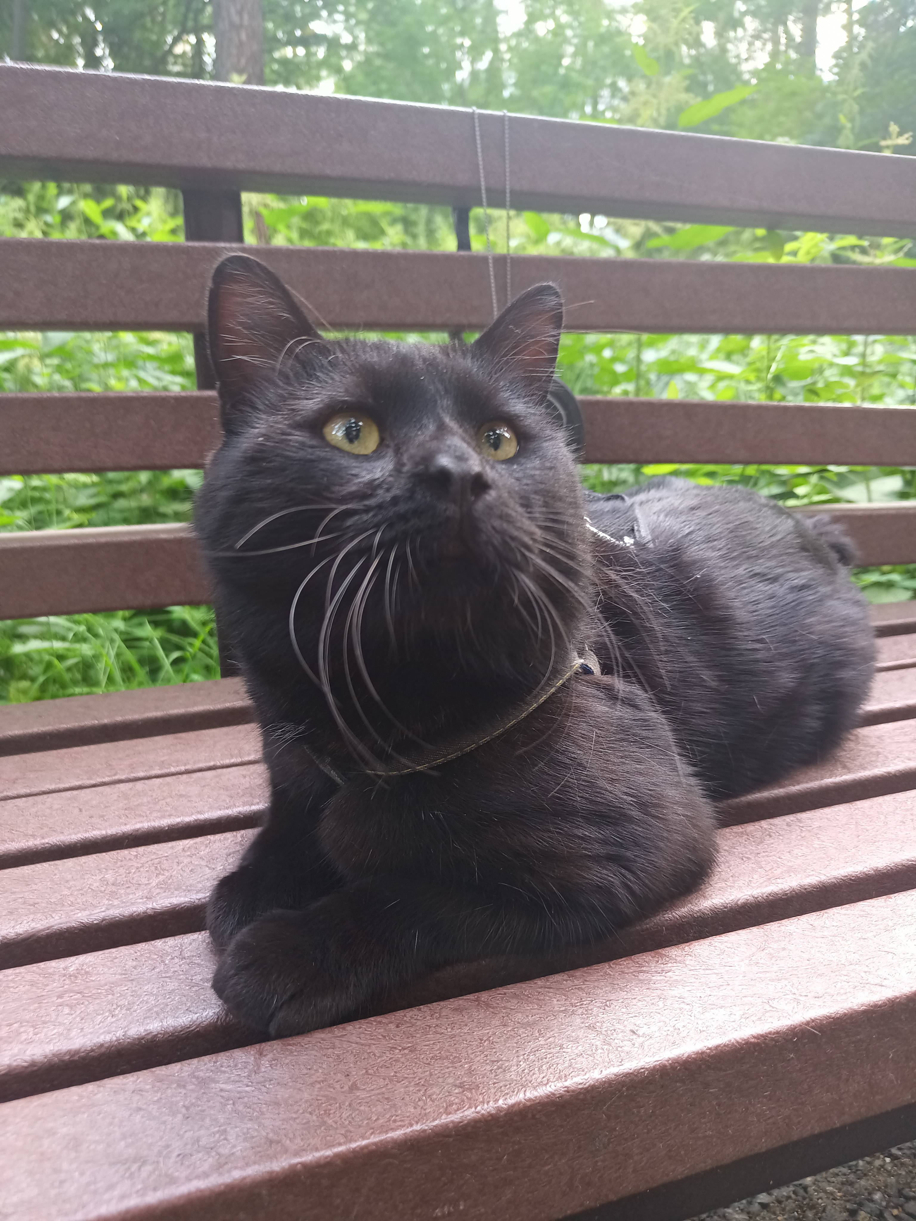 Потерялся черный бобтейл