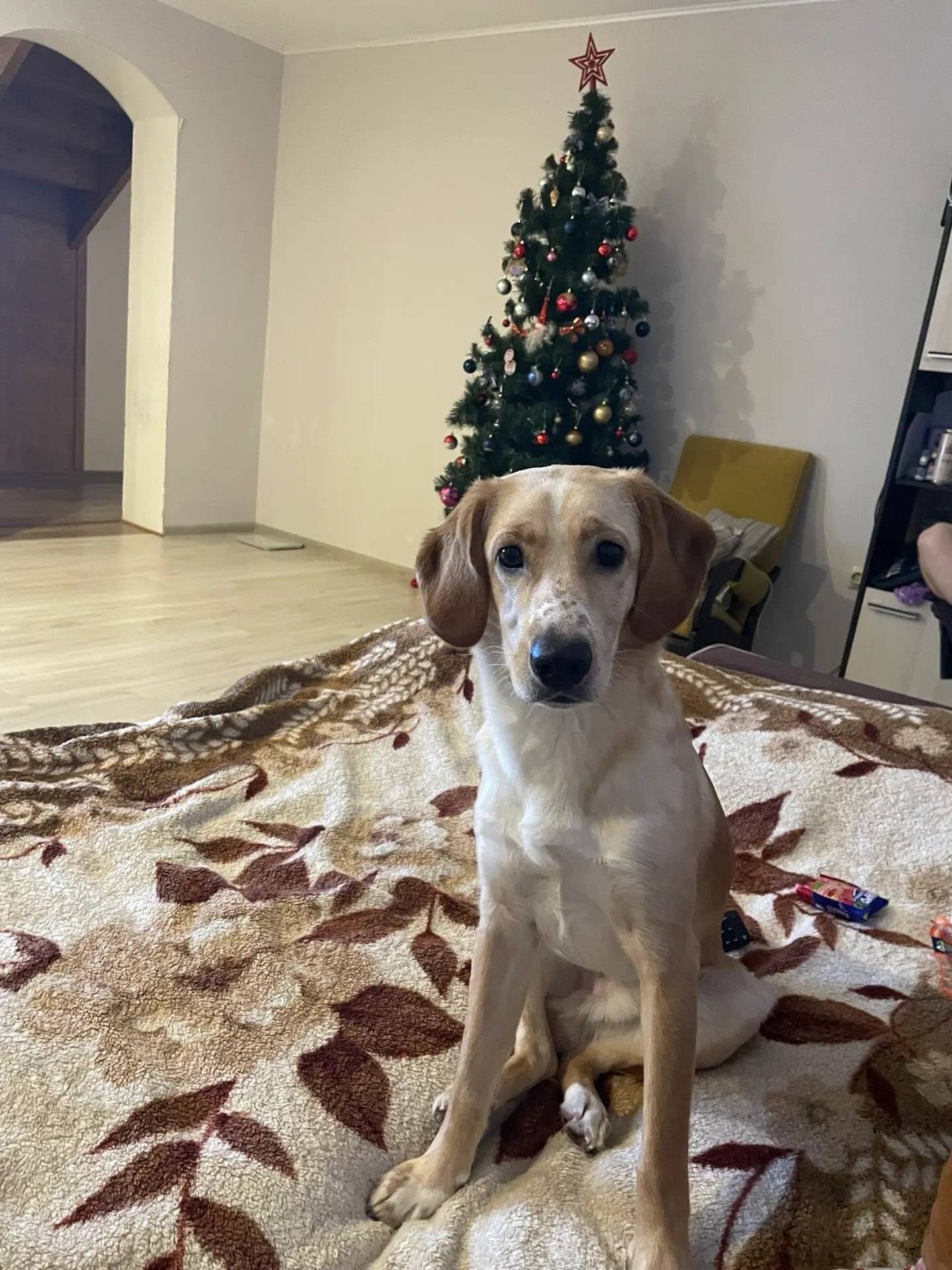 Пропал спаниель, поселок Алтыново