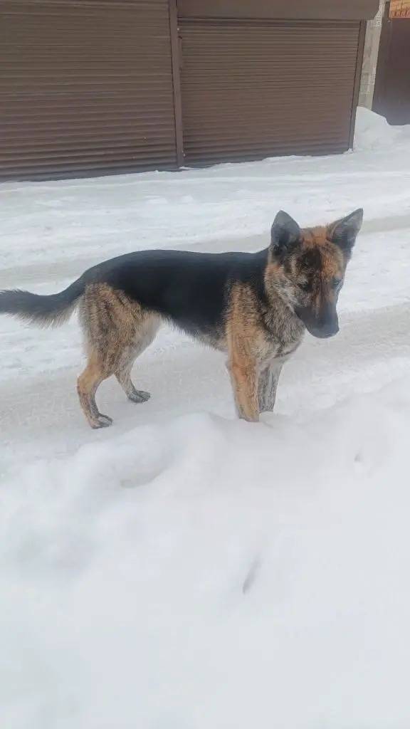 Найден щенок, район Одесская-Расковой-Совхозная