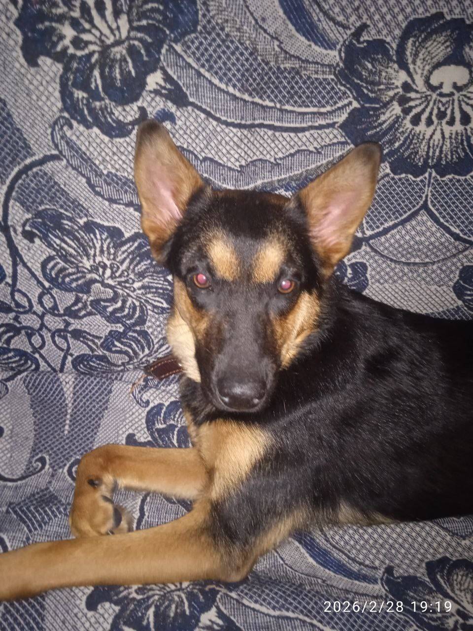 Пропала собака Джесси, Нижний Новгород