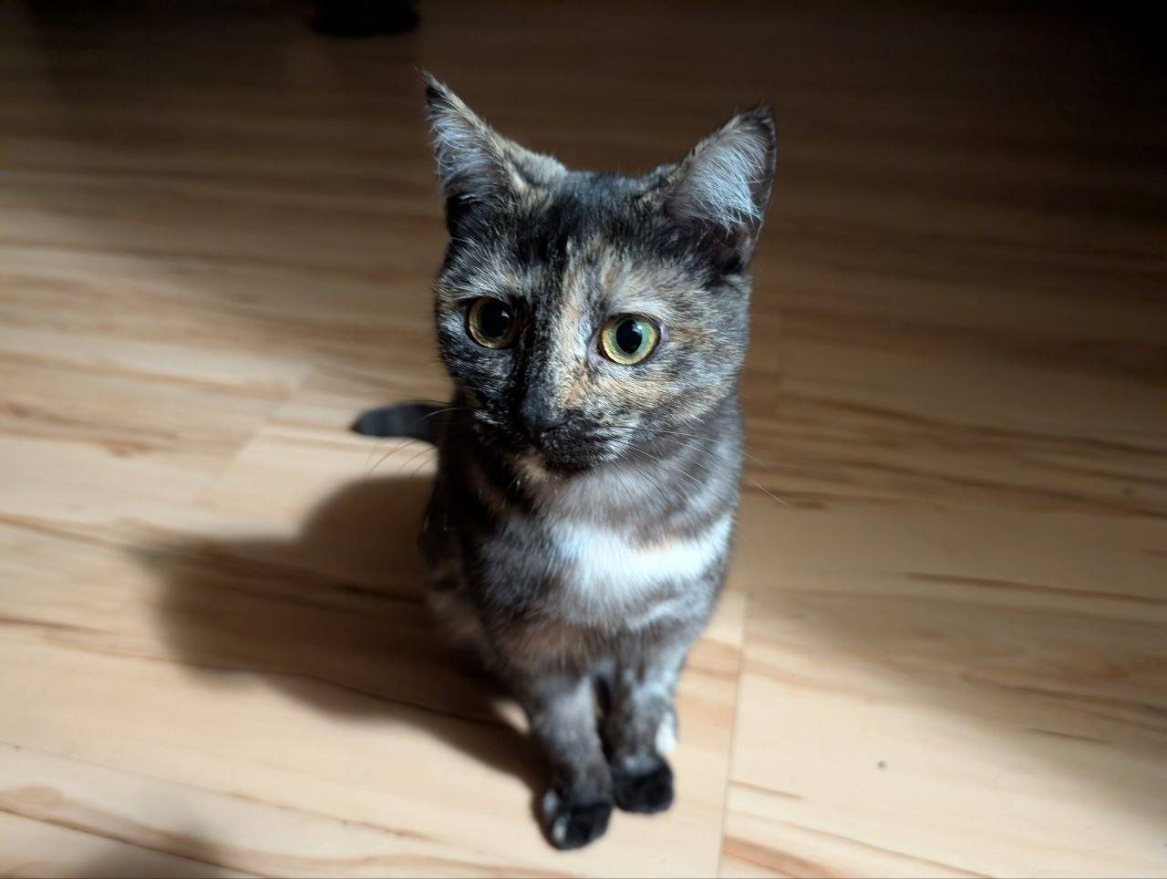 Пропала кошка Ася, ул. Авиационная, Симферополь