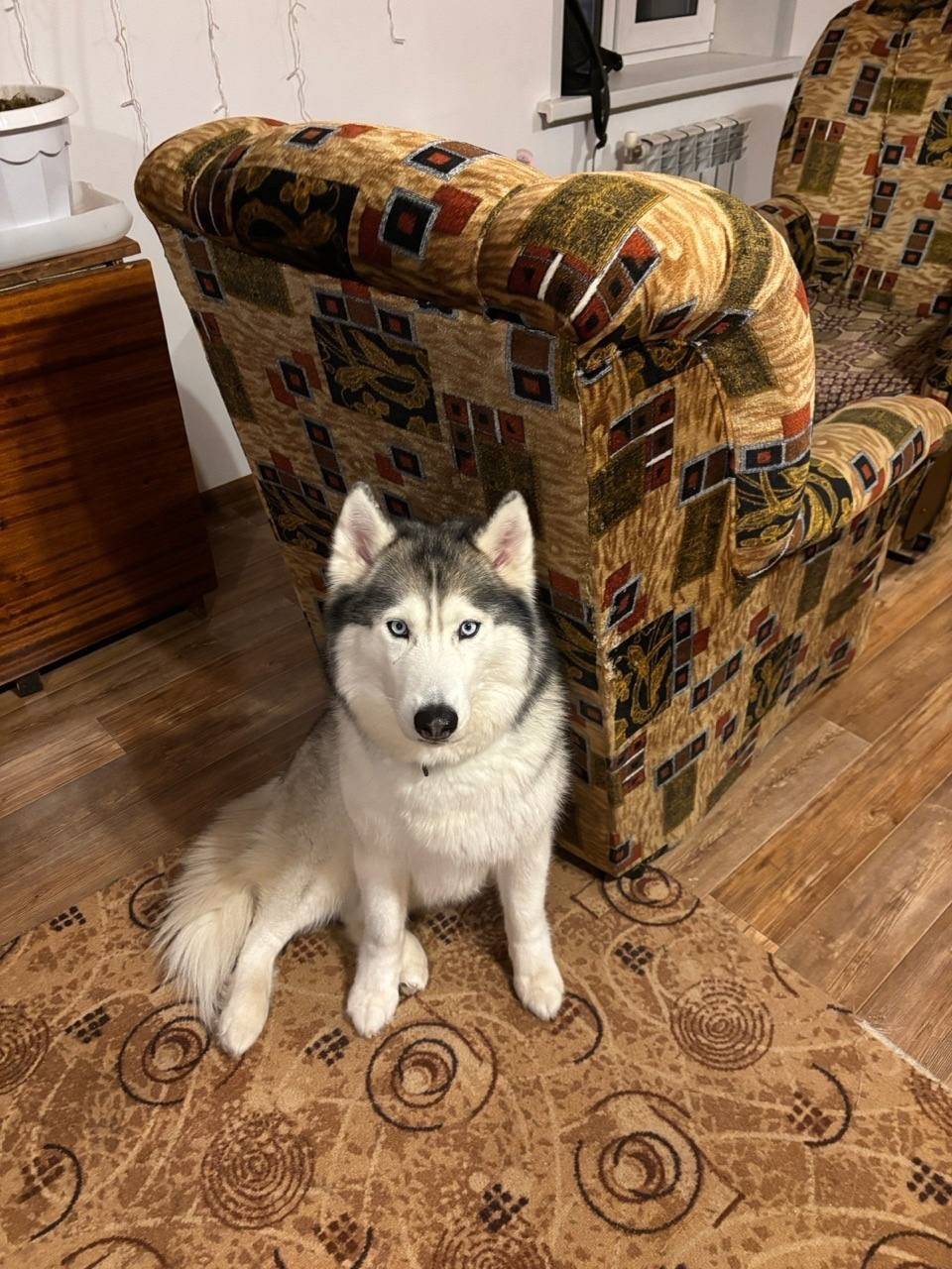 Пропала хаски северная, деревня Золотово