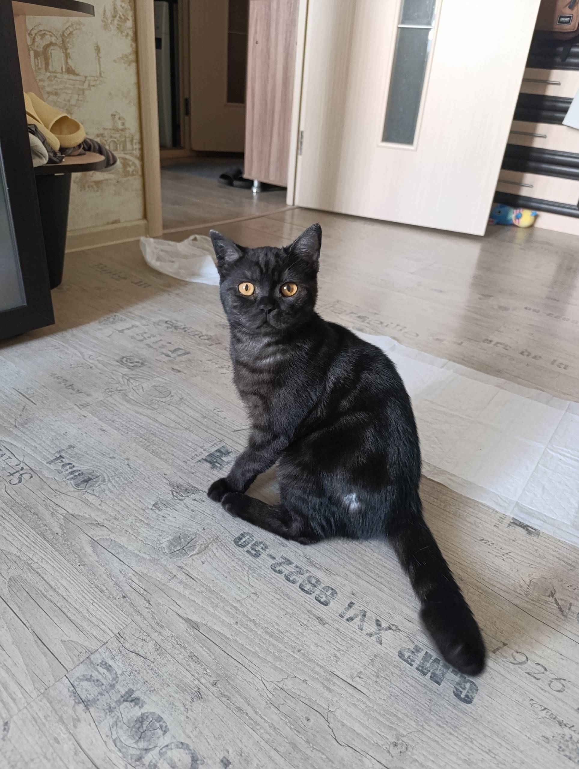 Найден кот, Любецкая 23а