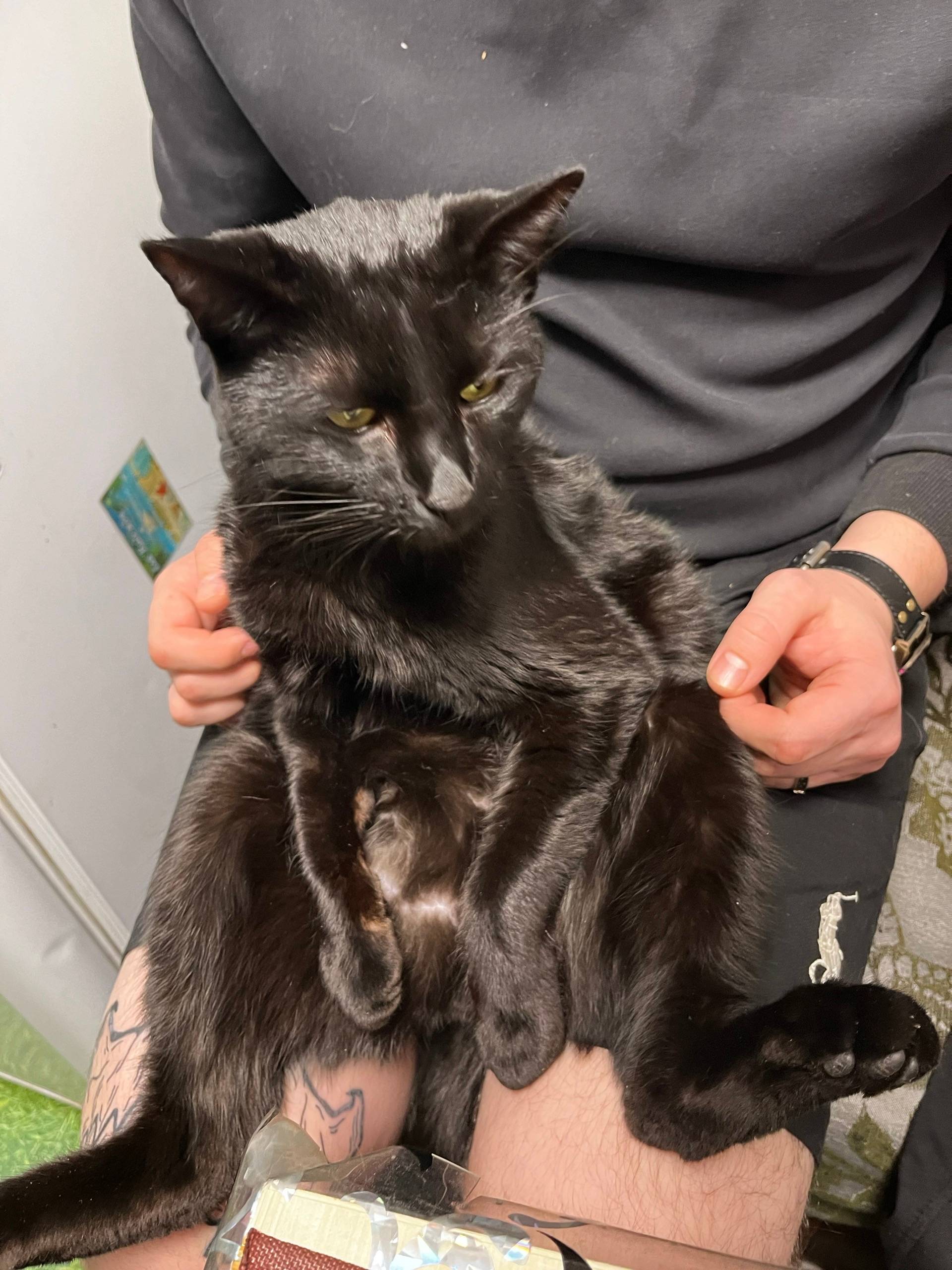 Пропали два чёрных кота