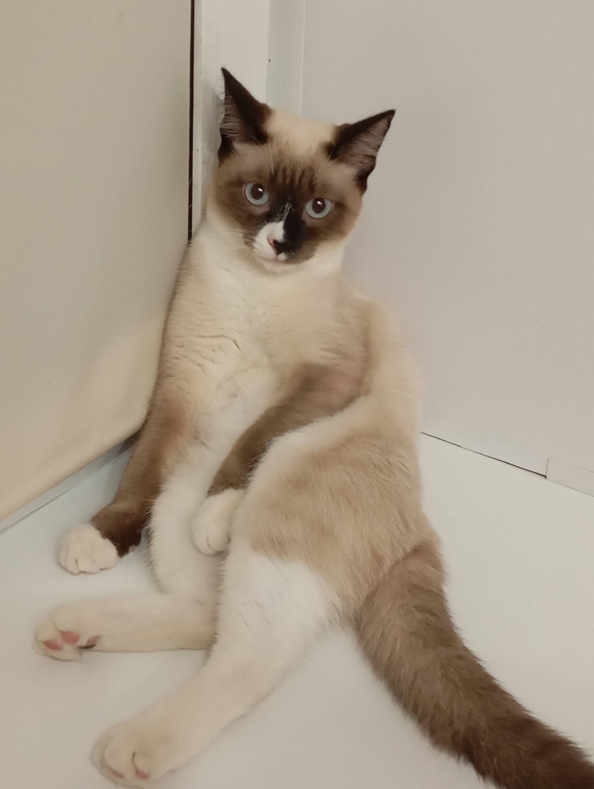 Пропал кот, Бажова 15