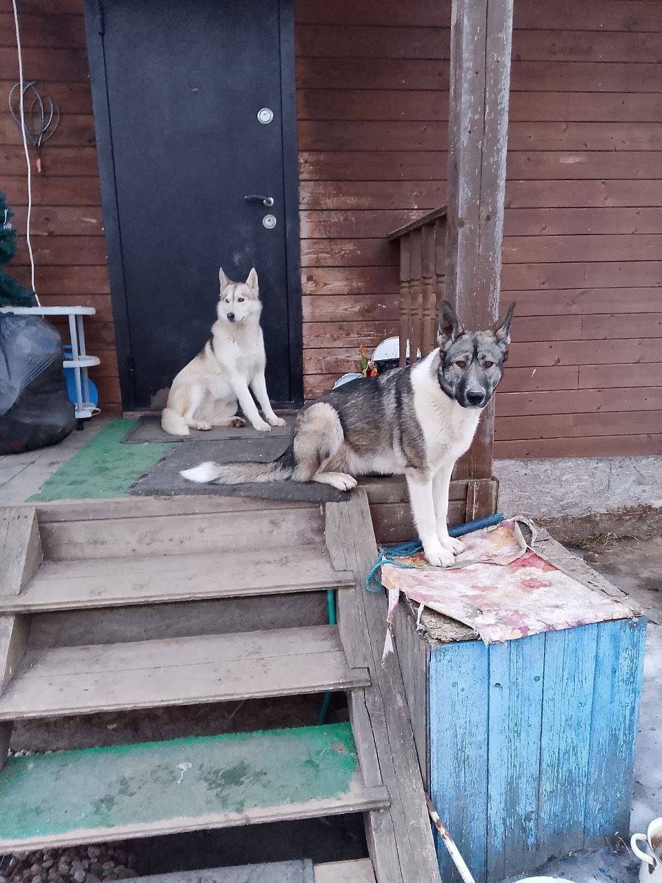 Пропали лайка Боня и метис Буся, Чечулино