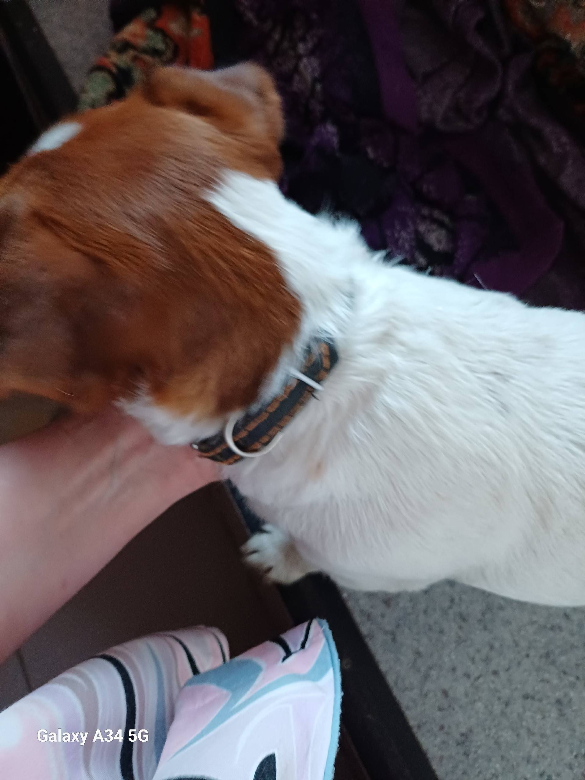 Найден бездомный щенок, обратитесь по телефону