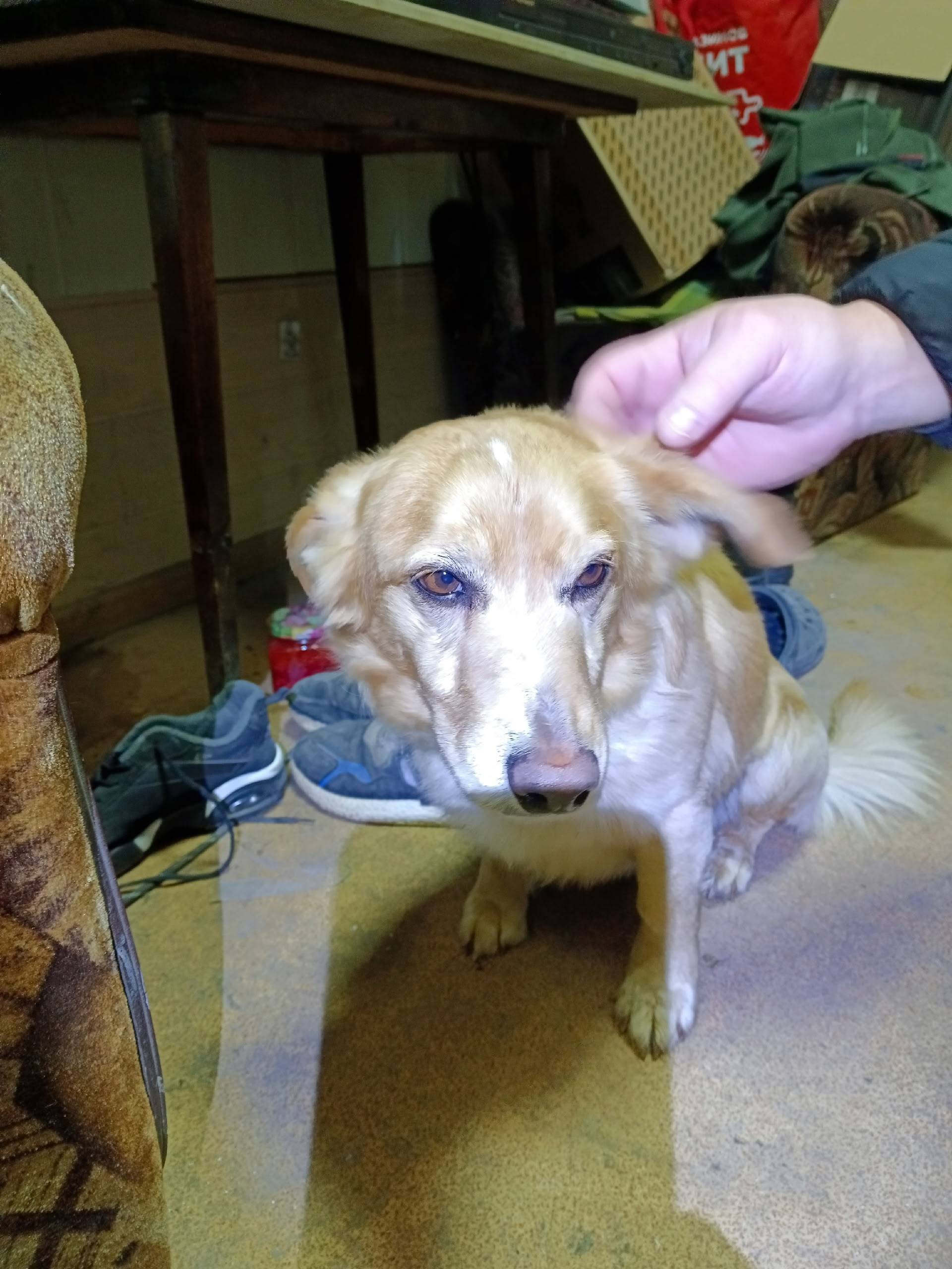 Найден тип собака, 3кпп