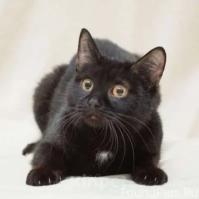 Пропал чёрный кот, район Аргамач