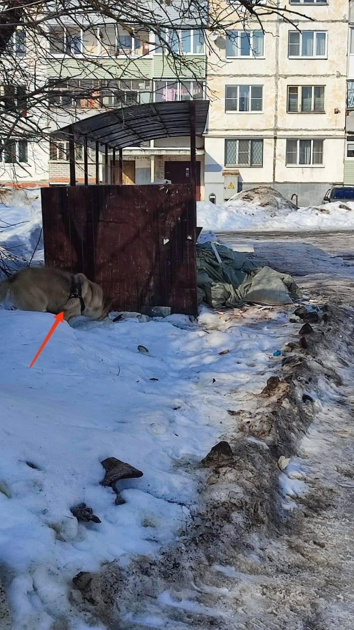 Найден крупный пёс в шлейке, Приборы