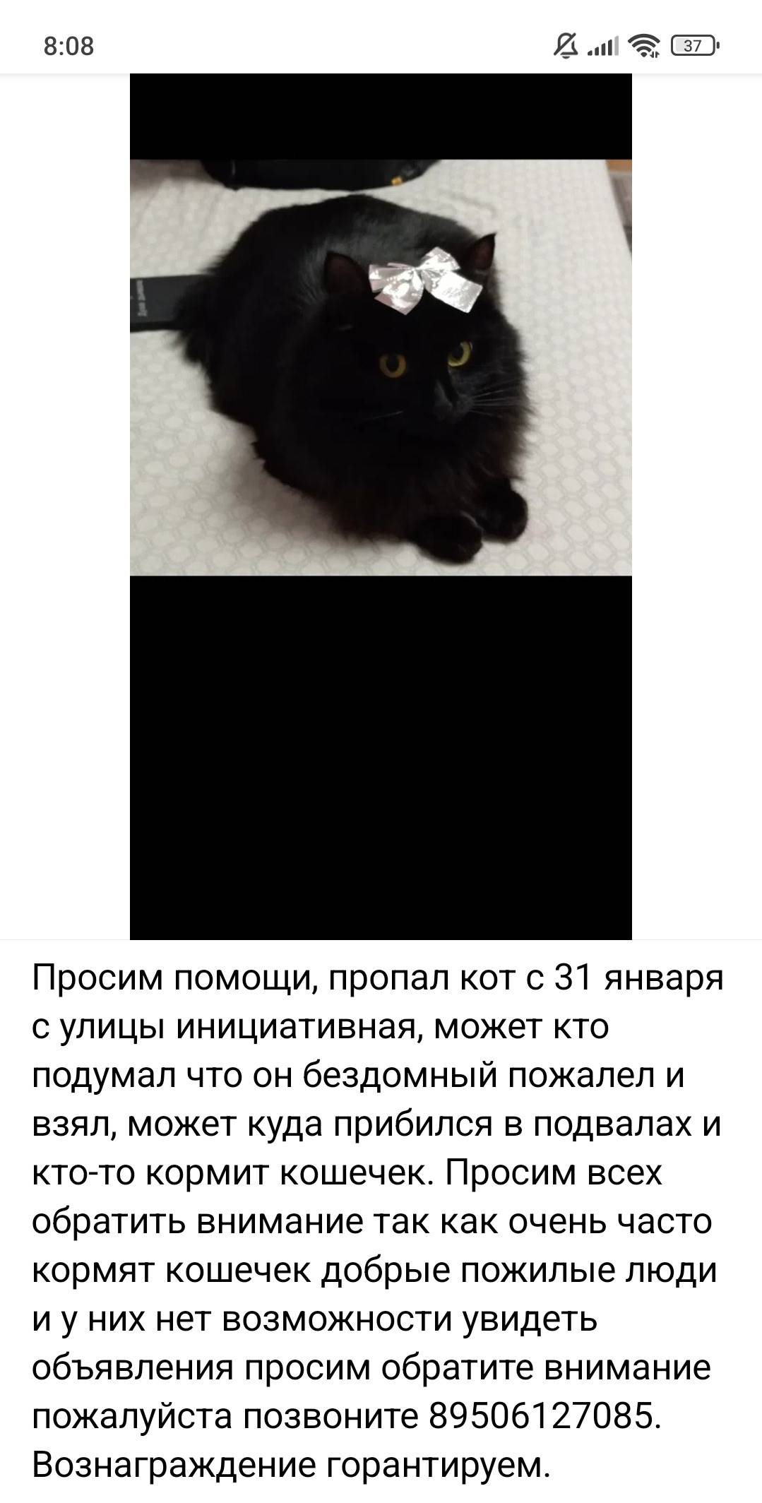 Пропал кот Лунтик