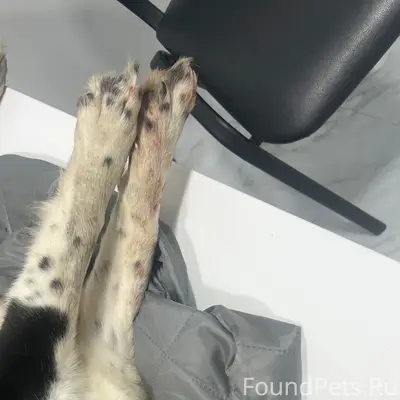 Найденна сбитая собака, трасса рядом с Каратабаном