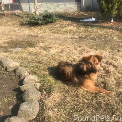 Найден пёс, улица Горького
