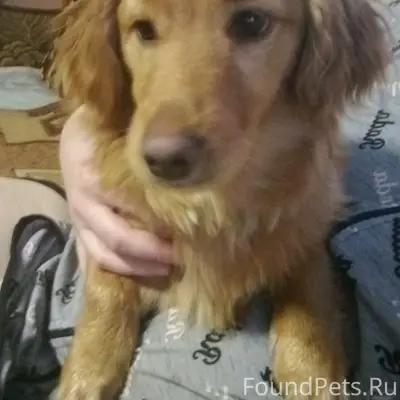 Пропал домашний любимец Макарино, Городищна