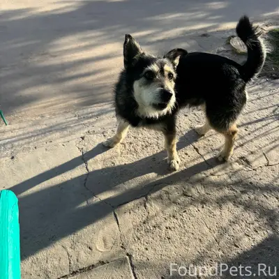 Найден пёс, район тц Максимум