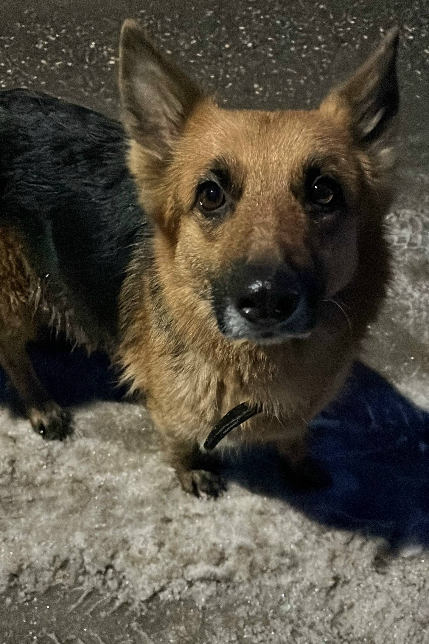 Пропала собака, рабочий посёлок